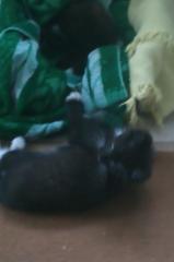 Katzenbaby