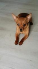 Russkiy Toy Terrier