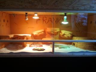 Männl. Bartagame OSB-Terrarium 150 x 60 x 60 cm abzugeben