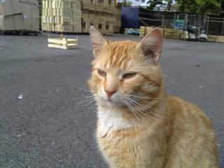 Kater Rico vermisst in Münster