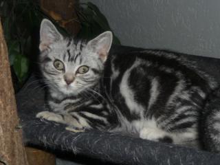 BKH. - Tabby Babys im Whiskaslook
