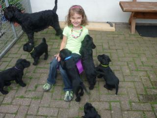 Mittelschnauzer Welpen 3 Rüden/7Hündinnen