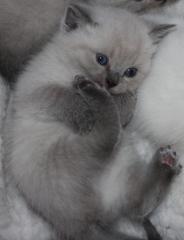 WUNDERSCHÖNE REINRASSIGE BKH POINT KITTEN KATZENBABYS BABY BALD ABGABE IN 2 WOCH