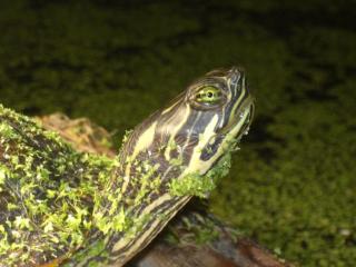 Wasserschildkröten - Raum Kassel / Hannover / Bodensee