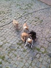 Süße Spitz-Terrier Mix Welpen suchen ab sofort neues Zuhause