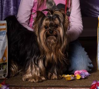 Yorkshire Terrier black and tan
