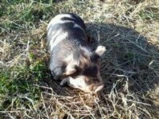 Kune Kune Schweine