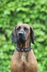 Hannoverscher-Schweißhund-Deckrüde vom Zwinger vom Tannenstück
