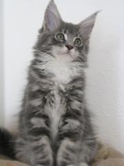 Schöne typvolle Maine Coon Kitten mit Stammbaum