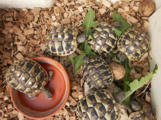 GriechischeLandschildkröten THB