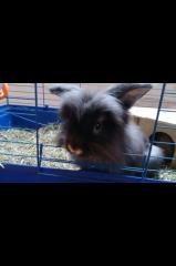 Angora-Löwenkopf-Mix-Männchen in liebevolle Hände abzugeben