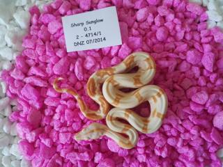 Sharp Boa NZ14
