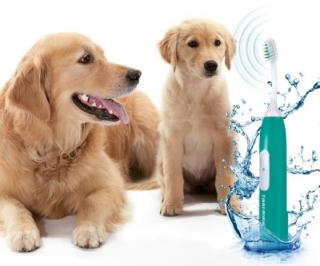 Die optimale Zahnpflege für Ihren Hund ohne Narkose