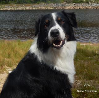 Border Collie Deckrüde hat Termine frei
