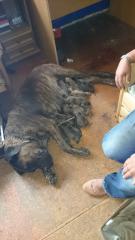 Dogo Canario Welpen