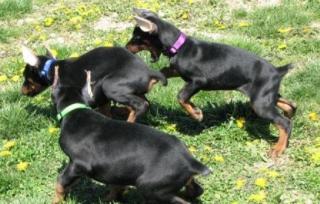 Schöne reinrassige Dobermannwelpen mit Papieren.