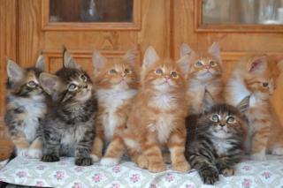 Zuckersüße Maine Coon Feuermelder