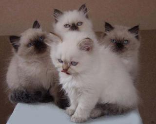 Brithen Katzenbabys in Kurz -sowie Halblanghaar