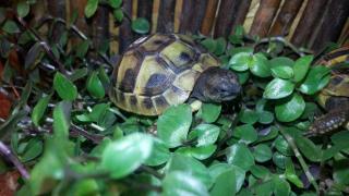 Verkaufe schöne und agile Griechische Landschildkröten aus 2021