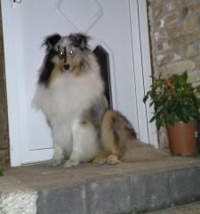 Langhaar Collie Deckanzeige