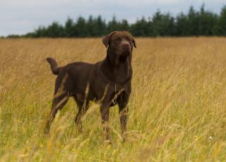 Labrador Deckrüde brauner Silberträger mit spitzen Charakter EKU Papier
