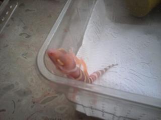 Leopardgeckos Gruppen Jungtiere