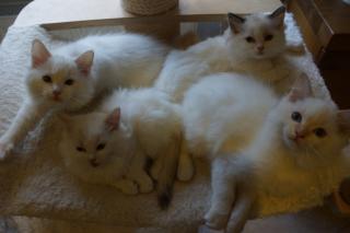 Ragdoll Kitten