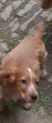 2 Cocker Spaniel Welpen, hellbraun/ weiß und weiß/ hellbraun