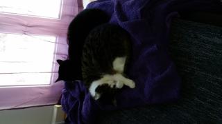 2 süße Schmusekatzen suchen ein kuschliges neues Zuhause