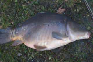 Karpfen 7- 12 kg, Störe