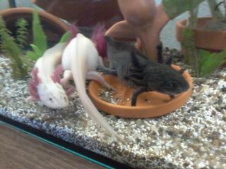 Axolotl Nachzuchten zu verkaufen