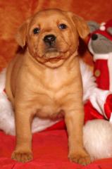 Foxred Labrador Welpe Mexx unser Goldstück sucht tolle Familie