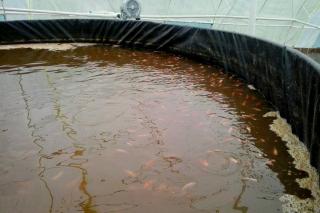 Kolumbien Fischzucht mit Rotbarschen