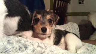 Parson Jack Russell Welpen 3, 5 Monate Tricolor