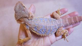 Bartagamen Pogona Vitticeps Jungtiere mit seltenem Blauanteil