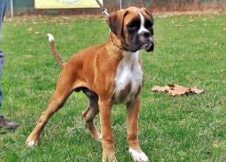 Hübscher Boxerbubbe