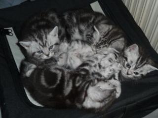 Britisch Kurzhaar Babys Whiskaskätzchen