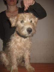 Irish Soft Coated Wheaten Terrier Welpen
