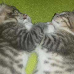 Süße Main Coon bengal kitten abzugeben