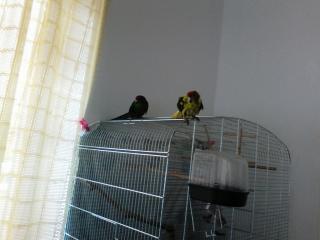 Vogelpaar sucht neues Zuhause
