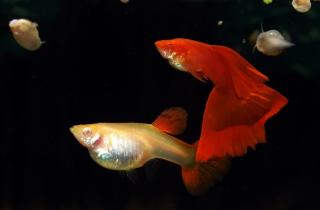 Hochzuchtguppy Triangel Albino vollrot Guppy