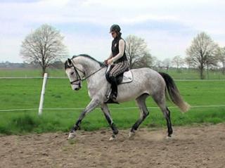 Spring Hannoveraner pferde / Allrounder CALGARY PJ 2008 v. Calme