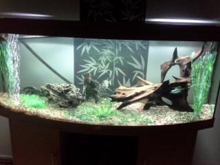 2 Kugelfische und 2 Argus Fische zu verschenken Brackwasser