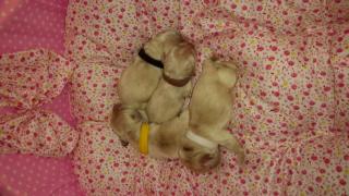 American Cocker Spaniel Welpen, silberblond, VDH, FCI