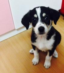 10 Wochen alte Welpe - Mischling - halb Husky
