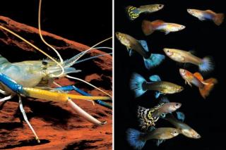 Suche Guppys Garnelen und Wasserpflanzen zu verschenken