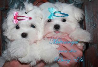 Malteser Welpen, Mini Malteser, Teacup Malteser, kleine, exclusive amerikanische u