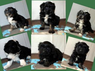 6 Tibet Terrier Welpen