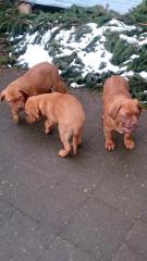 3 Bordeaux Doggen Welpen suchen ein zu Hause