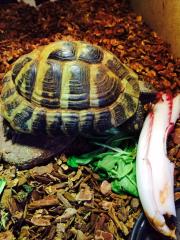 Griechische Landschildkröte, männlich, abzugeben